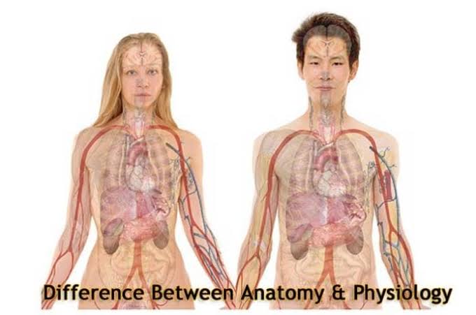 Relation Between Anatomy and Physiology