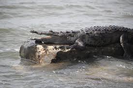 Crocodile Eats Dog
