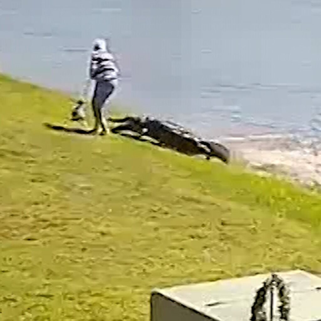 Old lady gets eaten by alligator full video
