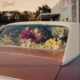 Songs